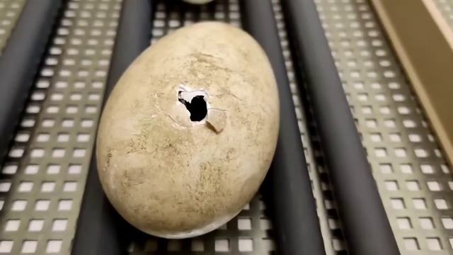 Розовый пеликан – процесс вылупления