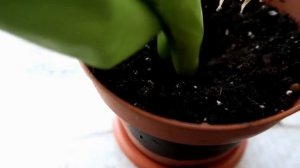 Как вырастить АНАНАС