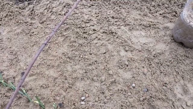 Черенкование роз в песке и покупном грунте- результаты укоренения и высадка в парник;Без обмана? смотреть онлайн