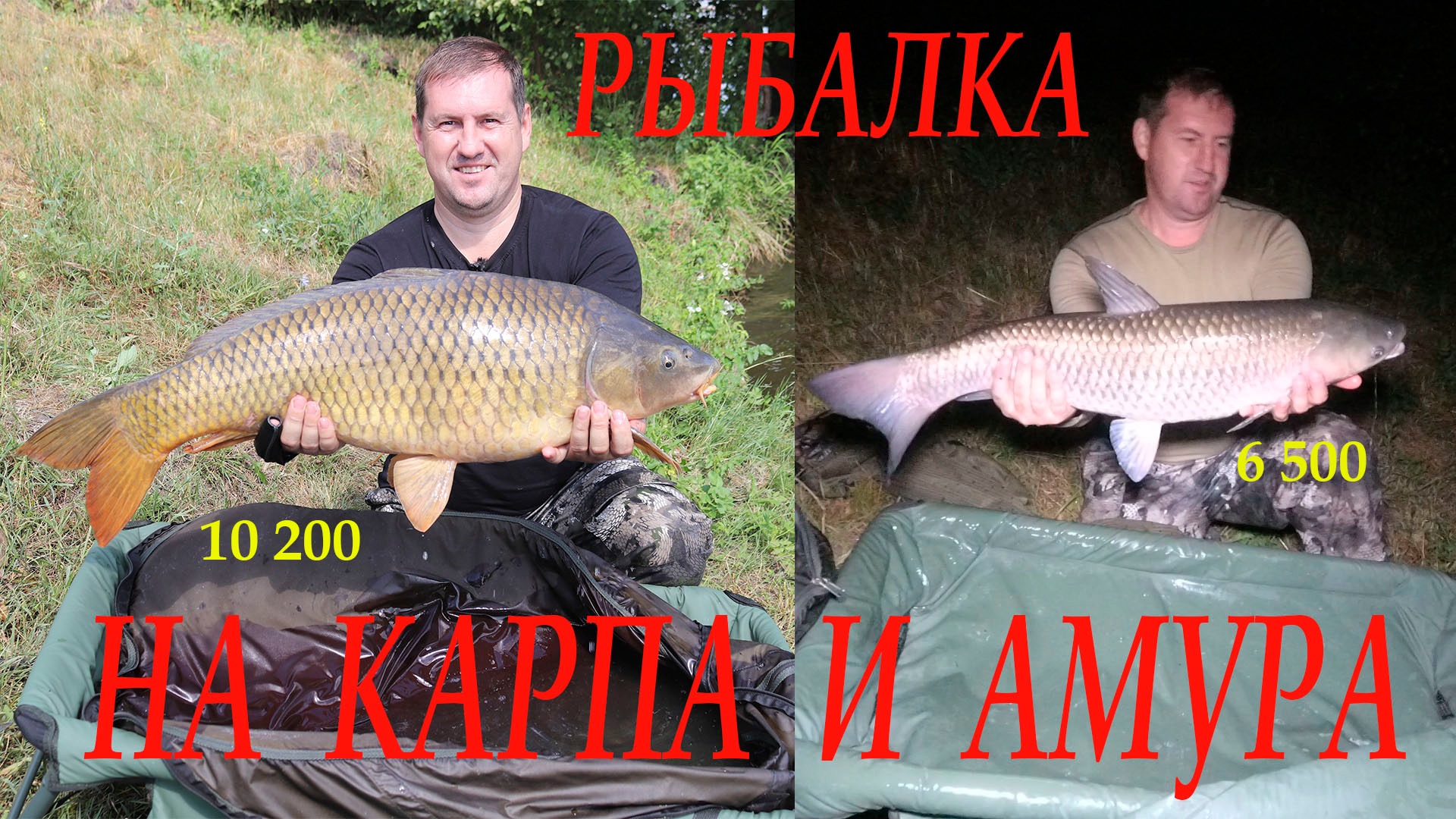 Рыбалка на карпа и амура на пруду Коряги в Белгородской области смотреть онлайн