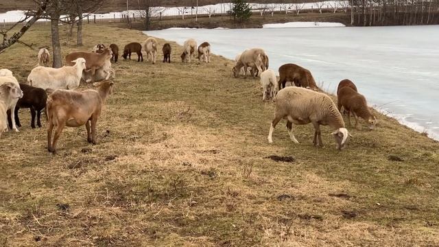 Катумская порода овец. смотреть онлайн