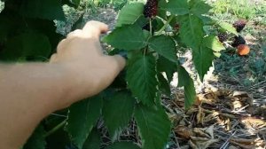 Ежевика Прайм Арк Фридом. Результаты прищипки. Дополнение