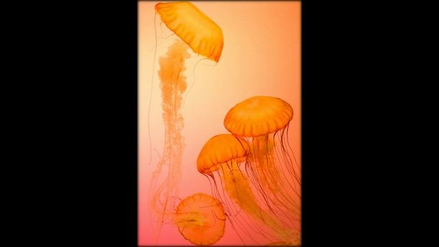 музыка для медитации , music for meditation смотреть онлайн