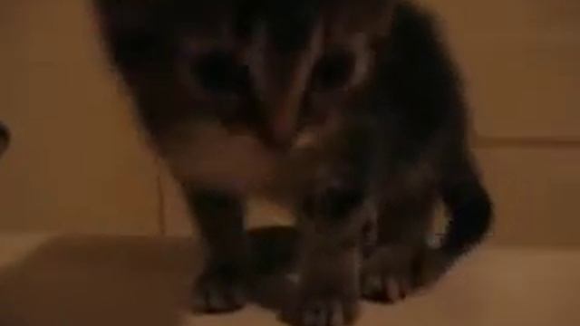 trey's mew kitten смотреть онлайн
