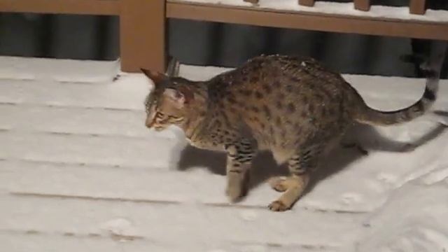 САВАННА КОШКА; SAVANNA CAT - ПЕРВЫЙ СНЕГ смотреть онлайн