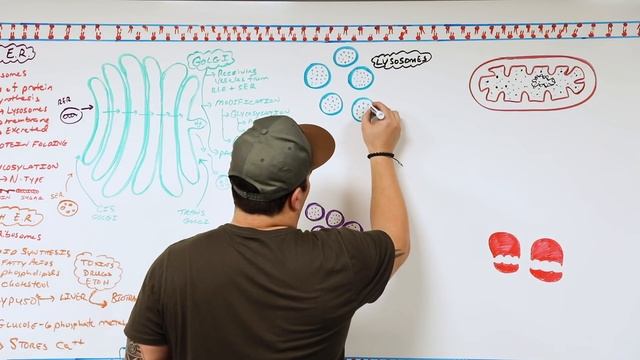 Cell Biology | Cell Structure & Function смотреть онлайн