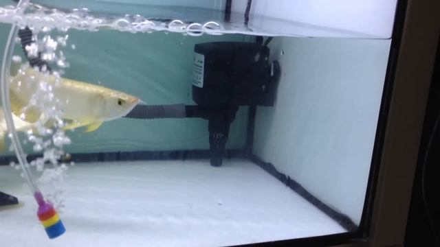 Long Yu Arowana 24K Golden & Blue Base Golden Crossback