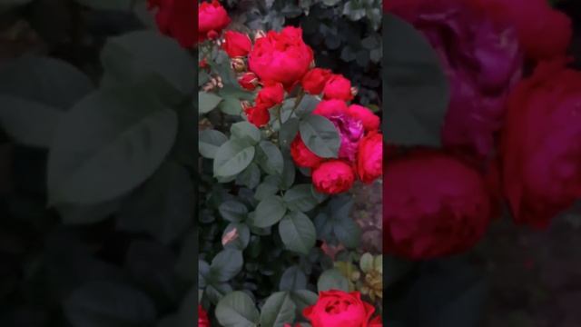 Роза Аскот (Ascot) смотреть онлайн