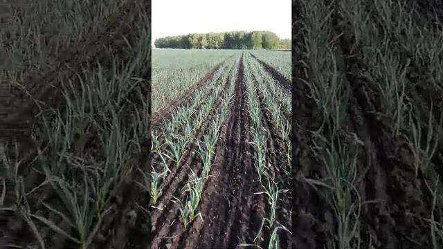 31.05.19.состояние чеснока смотреть онлайн