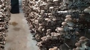 Камера выращивания шиитаке/ сбор грибов ч.5