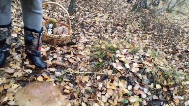 РЕЦЕПТ СОЛЁНЫХ ГРИБОВ смотреть онлайн