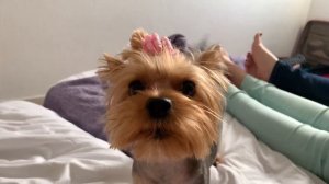 DOG VLOG: с собакой на Канарах // Room tour по номеру // зоомагазин в Испании