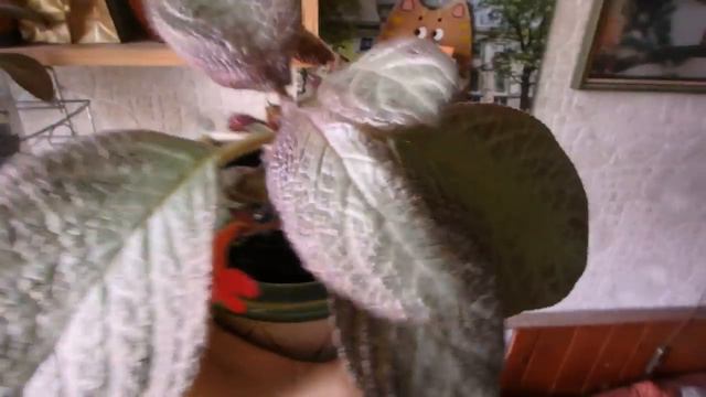 влог - новые растения, Муха и свинки на прогулке смотреть онлайн