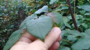 Обзор сорта розы 3D в Эквадорской теплице