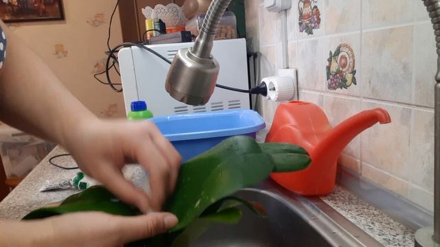 МОЙКА ОРХИДЕЙ ! смотреть онлайн