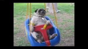 Смешные мопсы 🐶