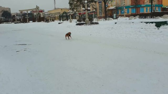 ВЛОГ: Центр города и без поводка? смотреть онлайн