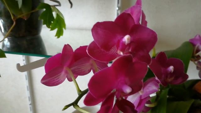 #ORHIDS #PHALAENOPSIS МОИ ЖИВОПИСНЫЕ И ЯРКИЕ КРАСАВИЦЫ - МУЛЬТИФЛОРЫ DIAMOND KING BRASIL И SAVION❣️ смотреть онлайн