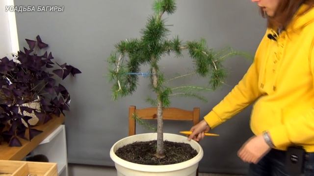 Ниваки из лиственницы (ч.3). смотреть онлайн