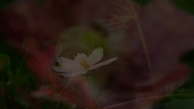 4K Deep Breathing Calm Relaxation in Peaceful Nature Meditative Music for Anxiety Panic Attacks смотреть онлайн