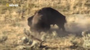 Долина гризли