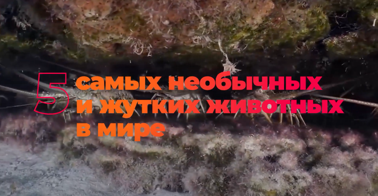 5 самых необычных животных мира