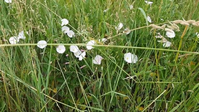 Acker-Winde - Blüte/Blüten - 03.06.18 (Convolvulus arvensis) - Giftige Wildpflanzen bestimmen смотреть онлайн