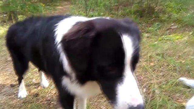 28. Бытовая апортировка. Как научить собаку приносить мяч смотреть онлайн