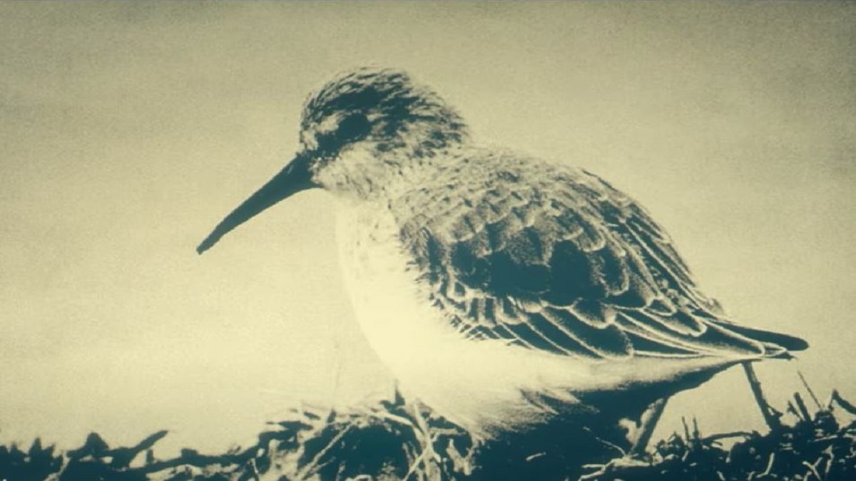 Кабинет редкостей Гильермо дель Торо (1-й сезон) ? Русский Тизер-Трейлер ? Сериал 2022 ? Netflix смотреть онлайн