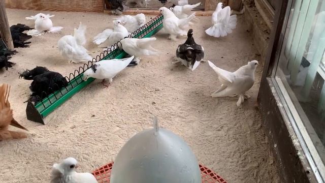 статные голуби 2020 год смотреть онлайн