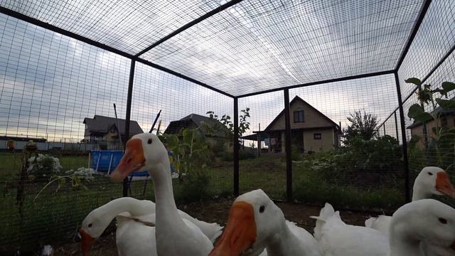 Содержание гусей. Чем кормим гусей. Гуси Линда в 4 месяца. Наш первый опыт смотреть онлайн