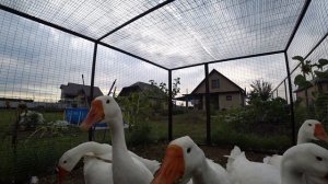 Содержание гусей. Чем кормим гусей. Гуси Линда в 4 месяца. Наш первый опыт