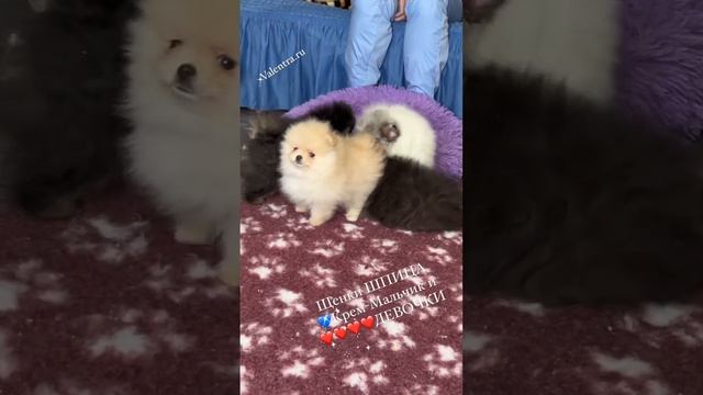 Миниатюрный ШПИЦ, купить щенка шпица #купитьщенка #шпиц #минишпиц #щенок #shpitz