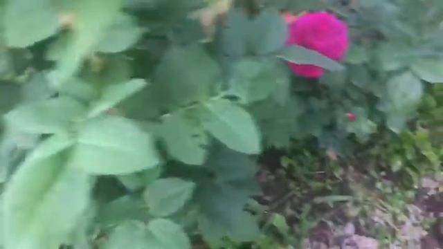 Роза ПАРПЛ ЛОДЖ (Purple Lodge) смотреть онлайн