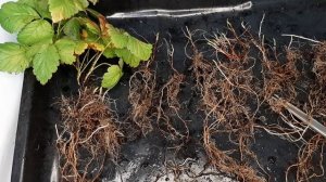 КНЯЖЕНИКУ ЯГОДУ КАК ПОСАДИТЬ,РАЗМНОЖИТЬ- ОПИСАНИЕ ОСЕНЬЮ .