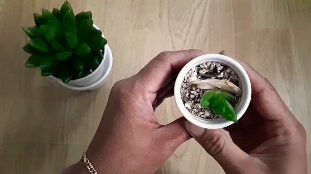 Introducing my Haworthia Cymbiformis смотреть онлайн