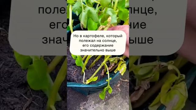 А вы знали? ? #сад #огород #дача #картофель #совет смотреть онлайн