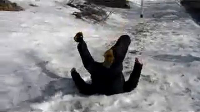 Страус.flv смотреть онлайн