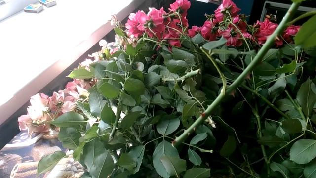 Как укоренить розы смотреть онлайн