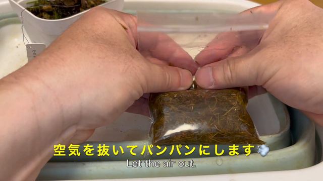 【黒松盆栽】紅孔雀の取り木/[Japanese black pine bonsai] TORIKI(layering,marcotting) of theBeni-kujyaku. смотреть онлайн