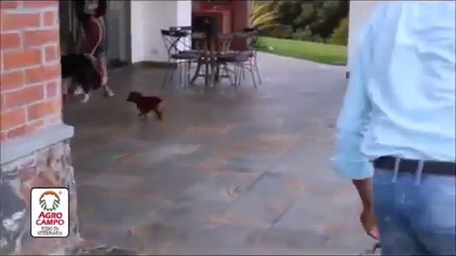 Petruma. Capítulo 6 con Santiago Botero ✨🚲 смотреть онлайн