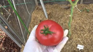 Томат сорта Бельмонте.