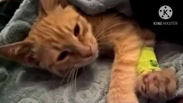 Кот в магазине выпрашивал мясо и куда-то уносил, проследив за ним продавец АХНУЛ, он не ждал такого смотреть онлайн