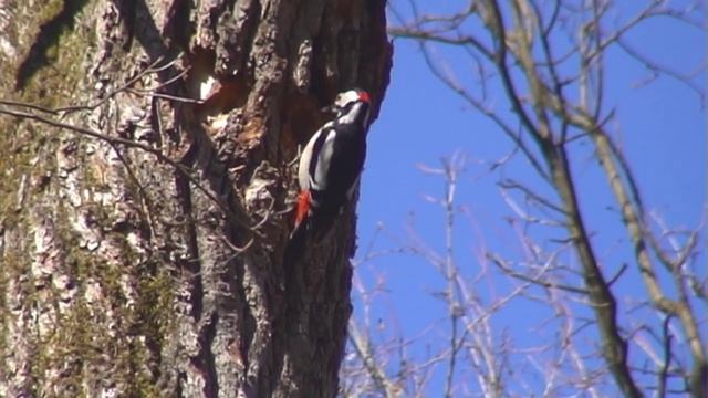 Dendrocopos Major смотреть онлайн