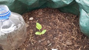 ВЫСАДКА РАССАДЫ ДЫНИ В МЕШОК /ВЫРАЩИВАНИЕ ДЫНИ В ТЕПЛИЦЕ.