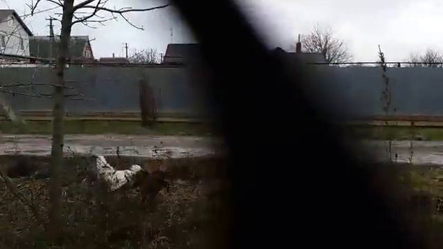 Петушиные бои смотреть онлайн