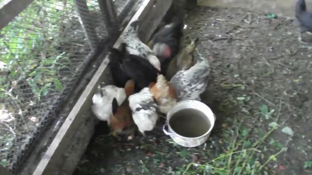 Бердянск. Домашние животные. 25.06.2020