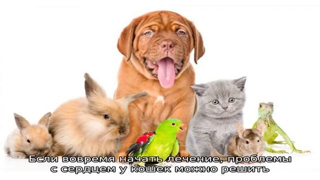 Заболевания сердца у кошек