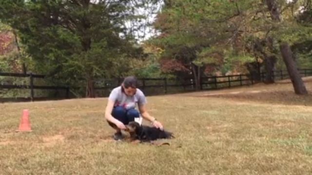 Hoytt Doberman Zoe - born 6-30-16 holds the future of her Line continuation...video#1 video 10-17-1 смотреть онлайн