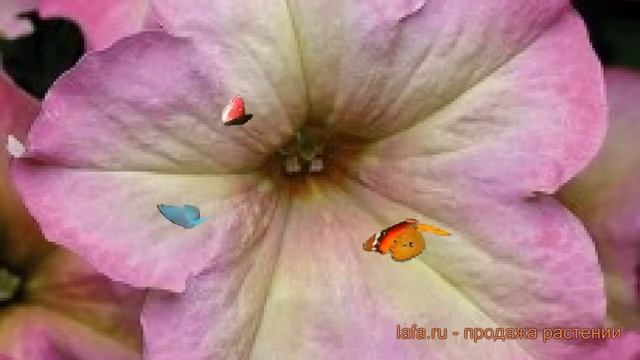 Петуния грандифлора Софистика Лайм Биколор ? обзор: как сажать, семена петунии смотреть онлайн